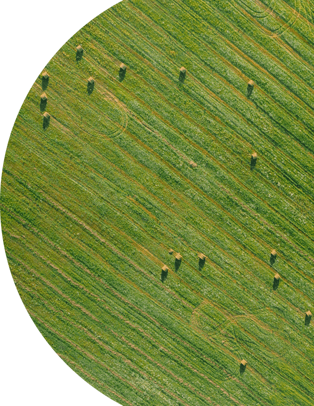 Green field with round bales
